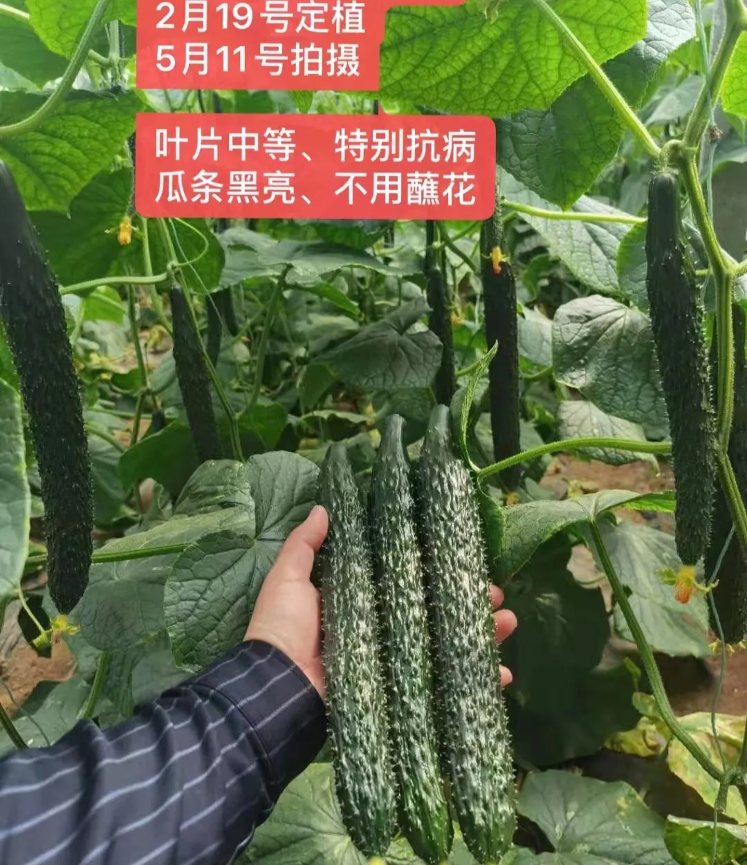 日照黄瓜种子（系列）